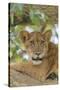 Uganda, Ishasha, Queen Elizabeth National Park. Lioness in tree, resting on branch.-Emily Wilson-Stretched Canvas