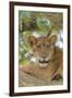 Uganda, Ishasha, Queen Elizabeth National Park. Lioness in tree, resting on branch.-Emily Wilson-Framed Premium Photographic Print