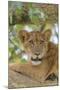 Uganda, Ishasha, Queen Elizabeth National Park. Lioness in tree, resting on branch.-Emily Wilson-Mounted Premium Photographic Print