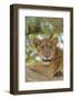 Uganda, Ishasha, Queen Elizabeth National Park. Lioness in tree, resting on branch.-Emily Wilson-Framed Photographic Print