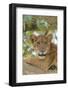 Uganda, Ishasha, Queen Elizabeth National Park. Lioness in tree, resting on branch.-Emily Wilson-Framed Photographic Print