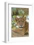 Uganda, Ishasha, Queen Elizabeth National Park. Lioness in tree, resting on branch.-Emily Wilson-Framed Photographic Print