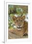 Uganda, Ishasha, Queen Elizabeth National Park. Lioness in tree, resting on branch.-Emily Wilson-Framed Photographic Print