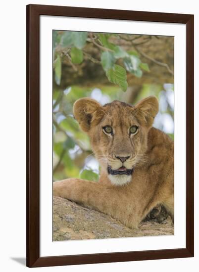 Uganda, Ishasha, Queen Elizabeth National Park. Lioness in tree, resting on branch.-Emily Wilson-Framed Photographic Print