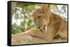 Uganda, Ishasha, Queen Elizabeth National Park. Lioness in tree, resting on branch.-Emily Wilson-Framed Stretched Canvas