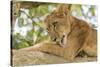 Uganda, Ishasha, Queen Elizabeth National Park. Lioness in tree, resting on branch.-Emily Wilson-Stretched Canvas