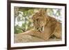 Uganda, Ishasha, Queen Elizabeth National Park. Lioness in tree, resting on branch.-Emily Wilson-Framed Premium Photographic Print