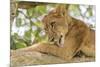 Uganda, Ishasha, Queen Elizabeth National Park. Lioness in tree, resting on branch.-Emily Wilson-Mounted Premium Photographic Print