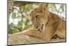 Uganda, Ishasha, Queen Elizabeth National Park. Lioness in tree, resting on branch.-Emily Wilson-Mounted Photographic Print