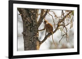 Uganda, Kidepo. a Patas Monkey in the Kidepo Valley National Park-Nigel Pavitt-Framed Photographic Print