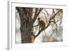 Uganda, Kidepo. a Patas Monkey in the Kidepo Valley National Park-Nigel Pavitt-Framed Photographic Print