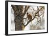 Uganda, Kidepo. a Patas Monkey in the Kidepo Valley National Park-Nigel Pavitt-Framed Photographic Print