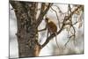 Uganda, Kidepo. a Patas Monkey in the Kidepo Valley National Park-Nigel Pavitt-Mounted Photographic Print