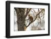 Uganda, Kidepo. a Patas Monkey in the Kidepo Valley National Park-Nigel Pavitt-Framed Photographic Print