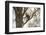 Uganda, Kidepo. a Patas Monkey in the Kidepo Valley National Park-Nigel Pavitt-Framed Photographic Print