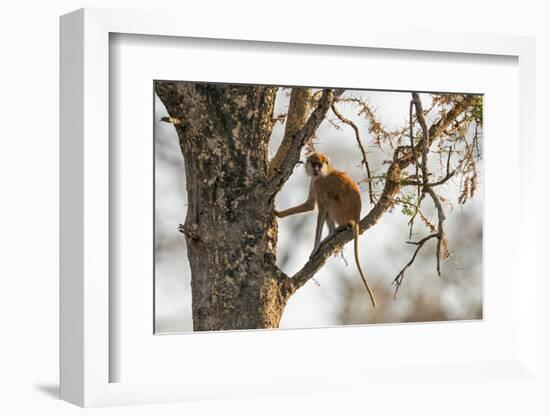 Uganda, Kidepo. a Patas Monkey in the Kidepo Valley National Park-Nigel Pavitt-Framed Photographic Print