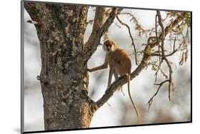 Uganda, Kidepo. a Patas Monkey in the Kidepo Valley National Park-Nigel Pavitt-Mounted Photographic Print