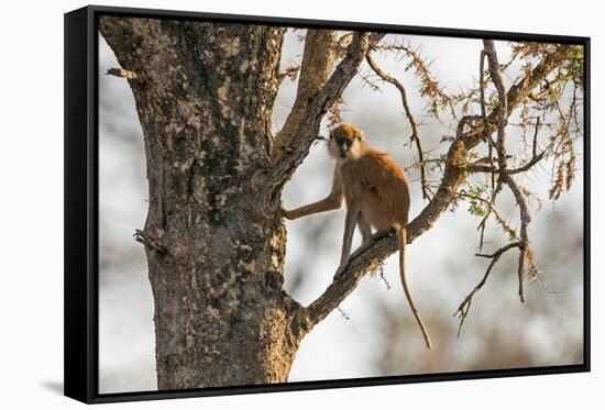 Uganda, Kidepo. a Patas Monkey in the Kidepo Valley National Park-Nigel Pavitt-Framed Stretched Canvas