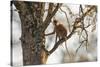 Uganda, Kidepo. a Patas Monkey in the Kidepo Valley National Park-Nigel Pavitt-Stretched Canvas