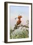 Uganda, Kidepo. an African Hoopoe with a Grub in its Bill Perched-Nigel Pavitt-Framed Photographic Print