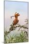 Uganda, Kidepo. an African Hoopoe with a Grub in its Bill Perched-Nigel Pavitt-Mounted Photographic Print