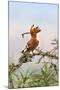 Uganda, Kidepo. an African Hoopoe with a Grub in its Bill Perched-Nigel Pavitt-Mounted Photographic Print