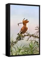 Uganda, Kidepo. an African Hoopoe with a Grub in its Bill Perched-Nigel Pavitt-Framed Stretched Canvas