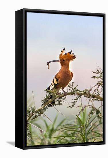 Uganda, Kidepo. an African Hoopoe with a Grub in its Bill Perched-Nigel Pavitt-Framed Stretched Canvas