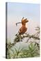 Uganda, Kidepo. an African Hoopoe with a Grub in its Bill Perched-Nigel Pavitt-Stretched Canvas