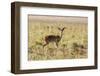 Uganda, Kidepo. an Oribi in Kidepo Valley National Park.-Nigel Pavitt-Framed Photographic Print