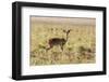 Uganda, Kidepo. an Oribi in Kidepo Valley National Park.-Nigel Pavitt-Framed Photographic Print