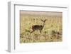 Uganda, Kidepo. an Oribi in Kidepo Valley National Park.-Nigel Pavitt-Framed Photographic Print