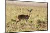 Uganda, Kidepo. an Oribi in Kidepo Valley National Park.-Nigel Pavitt-Mounted Photographic Print