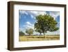 Uganda, Kidepo. Sauage Trees (Kigelia Africana) in Grasslands of Kidepo Valley National Park-Nigel Pavitt-Framed Photographic Print