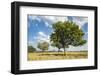 Uganda, Kidepo. Sauage Trees (Kigelia Africana) in Grasslands of Kidepo Valley National Park-Nigel Pavitt-Framed Photographic Print