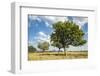 Uganda, Kidepo. Sauage Trees (Kigelia Africana) in Grasslands of Kidepo Valley National Park-Nigel Pavitt-Framed Photographic Print