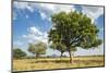 Uganda, Kidepo. Sauage Trees (Kigelia Africana) in Grasslands of Kidepo Valley National Park-Nigel Pavitt-Mounted Photographic Print