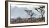 Uganda, Kidepo. the Deliberate Burning of Tall Grass Takes Place Soon after the Rainy Season-Nigel Pavitt-Framed Photographic Print