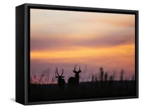 Uganda, Kidepo. Two Male Waterbucks Silhouetted Against a Dawn Sky in Kidepo Valley National Park.-Nigel Pavitt-Framed Stretched Canvas