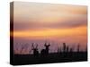 Uganda, Kidepo. Two Male Waterbucks Silhouetted Against a Dawn Sky in Kidepo Valley National Park.-Nigel Pavitt-Stretched Canvas