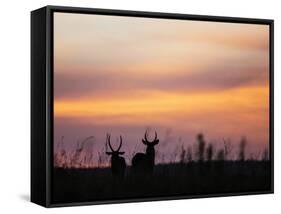 Uganda, Kidepo. Two Male Waterbucks Silhouetted Against a Dawn Sky in Kidepo Valley National Park.-Nigel Pavitt-Framed Stretched Canvas