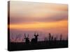 Uganda, Kidepo. Two Male Waterbucks Silhouetted Against a Dawn Sky in Kidepo Valley National Park.-Nigel Pavitt-Stretched Canvas