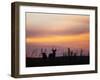 Uganda, Kidepo. Two Male Waterbucks Silhouetted Against a Dawn Sky in Kidepo Valley National Park.-Nigel Pavitt-Framed Photographic Print