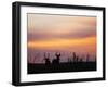 Uganda, Kidepo. Two Male Waterbucks Silhouetted Against a Dawn Sky in Kidepo Valley National Park.-Nigel Pavitt-Framed Photographic Print