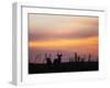 Uganda, Kidepo. Two Male Waterbucks Silhouetted Against a Dawn Sky in Kidepo Valley National Park.-Nigel Pavitt-Framed Photographic Print