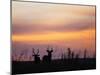 Uganda, Kidepo. Two Male Waterbucks Silhouetted Against a Dawn Sky in Kidepo Valley National Park.-Nigel Pavitt-Mounted Photographic Print