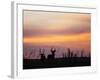 Uganda, Kidepo. Two Male Waterbucks Silhouetted Against a Dawn Sky in Kidepo Valley National Park.-Nigel Pavitt-Framed Photographic Print