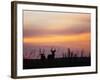 Uganda, Kidepo. Two Male Waterbucks Silhouetted Against a Dawn Sky in Kidepo Valley National Park.-Nigel Pavitt-Framed Photographic Print