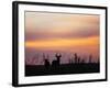 Uganda, Kidepo. Two Male Waterbucks Silhouetted Against a Dawn Sky in Kidepo Valley National Park.-Nigel Pavitt-Framed Photographic Print