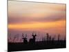 Uganda, Kidepo. Two Male Waterbucks Silhouetted Against a Dawn Sky in Kidepo Valley National Park.-Nigel Pavitt-Mounted Photographic Print